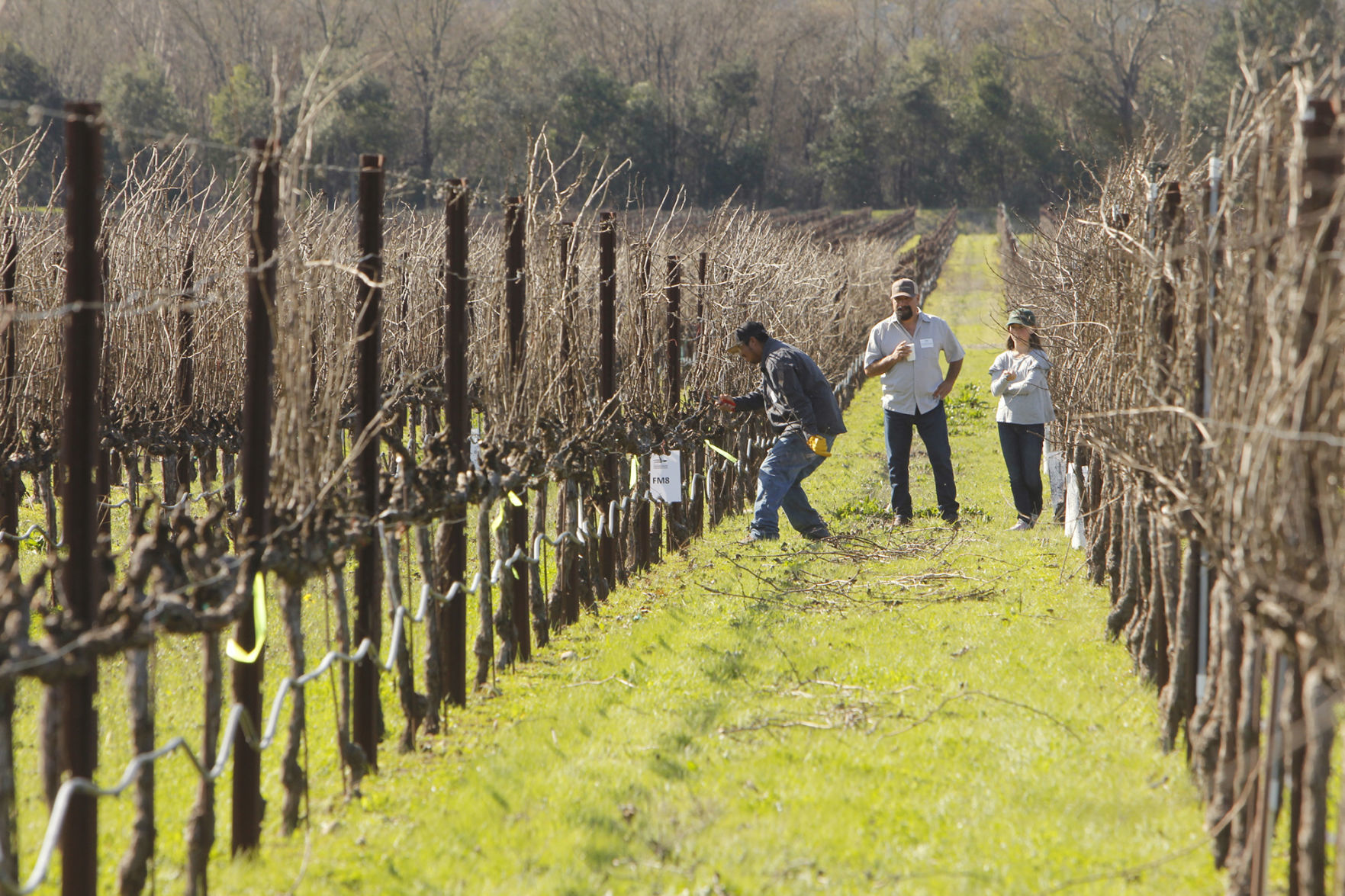 Napa County Pruning Contest